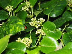 Cynanchum lanhsuense