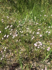 Valerianella
