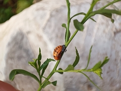 Coccinellinae