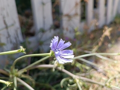 Cichorium endivia