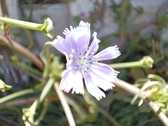 Cichorium endivia