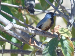Charitospiza eucosma
