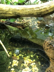 Shinisaurus crocodilurus