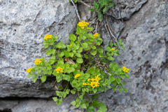 Perityle lindheimeri