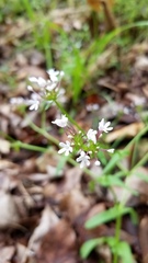 Valerianella ozarkana
