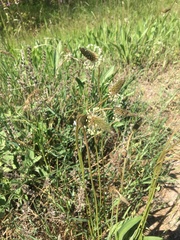 Plantago lanceolata