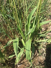 Plantago lanceolata
