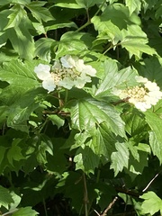 Viburnum opulus