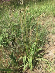Plantago lanceolata