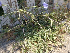 Cichorium endivia