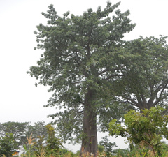 Adansonia digitata