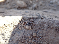 Menemerus semilimbatus