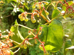 Cissus hastata