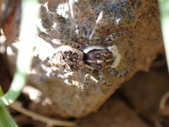 Menemerus semilimbatus