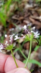 Valerianella ozarkana