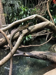 Hydrosaurus pustulatus