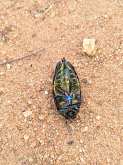 Sternocera pulchra
