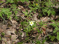 Anemonoides uralensis