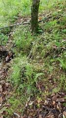 Valerianella ozarkana