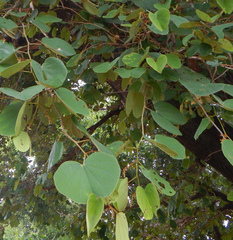 Colophospermum mopane image