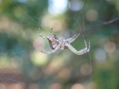 Cyrtophora citricola