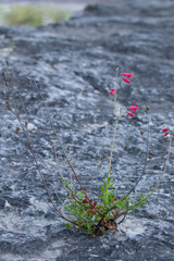 Penstemon baccharifolius