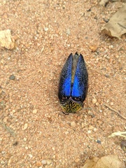 Sternocera pulchra