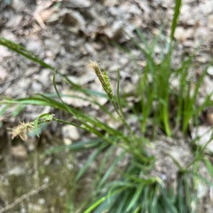 Carex olbiensis