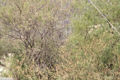 Melanerpes hypopolius