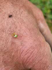 Araniella cucurbitina