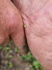 Araniella cucurbitina