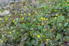 Erythranthe glabrata