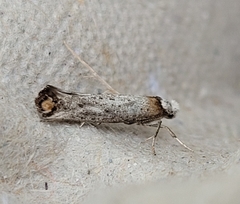Pseudoswammerdamia combinella