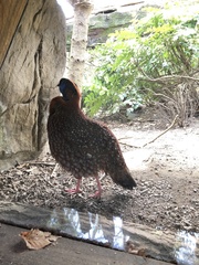 Tragopan