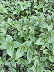 Lamium album