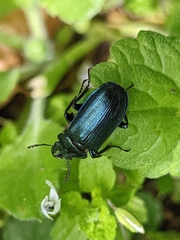 Platycerus caprea