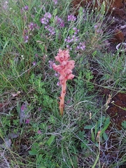 Orobanche teucrii