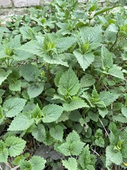 Lamium album