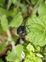 Platycerus caprea