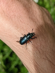 Platycerus caprea