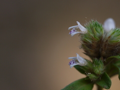 Lepidagathis incurva