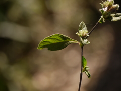 Lepidagathis incurva