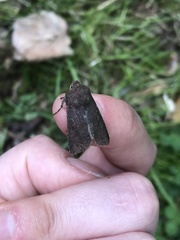 Orthosia incerta