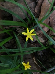 Hypoxis aurea