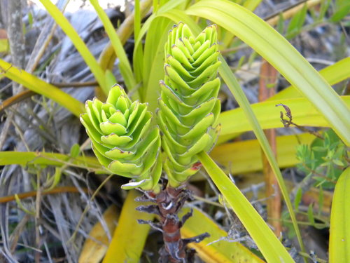 Rochea coccinea 'Alba'