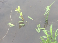 Potamogeton natans
