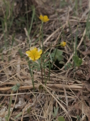 Ranunculus monophyllus