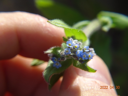 Potočnica (Myosotis)