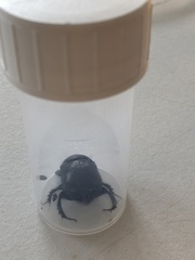 Geotrupes stercorarius