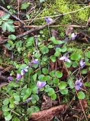 Viola appalachiensis